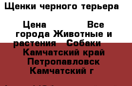 Щенки черного терьера › Цена ­ 35 000 - Все города Животные и растения » Собаки   . Камчатский край,Петропавловск-Камчатский г.